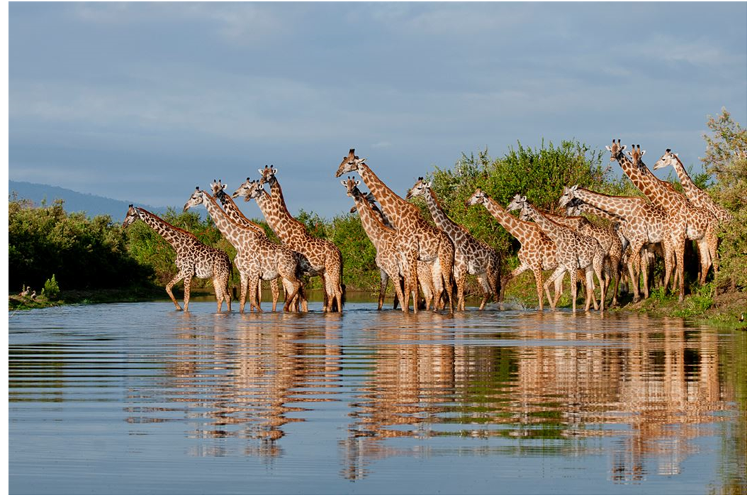 Giraffes at Nyerere National Park (the Selous) Giraffes at Nyerere National Park (the Selous)